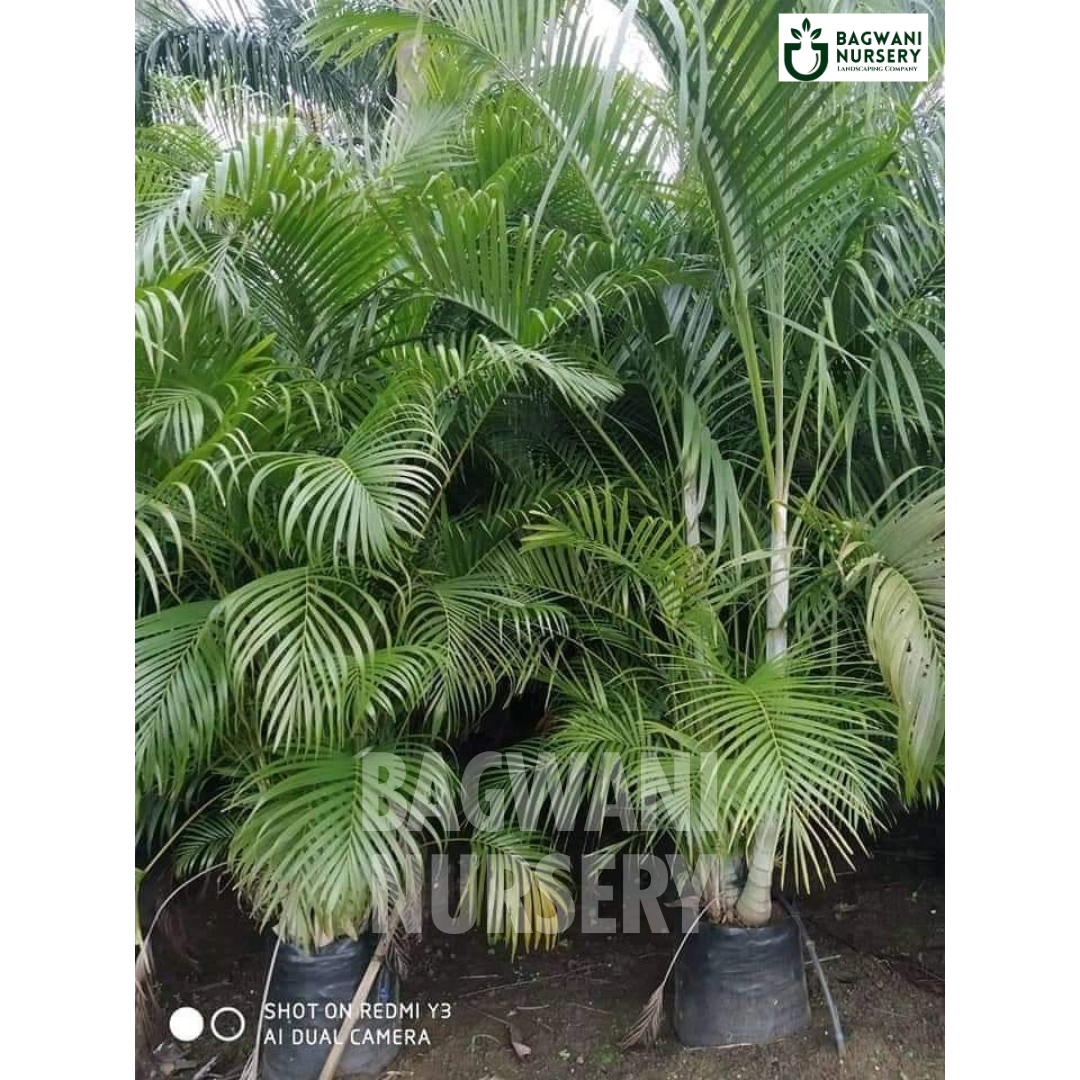 areca palm bulk Buy Areca Palm Tree Online | Dypsis Lutescens | Bagwani Nursery