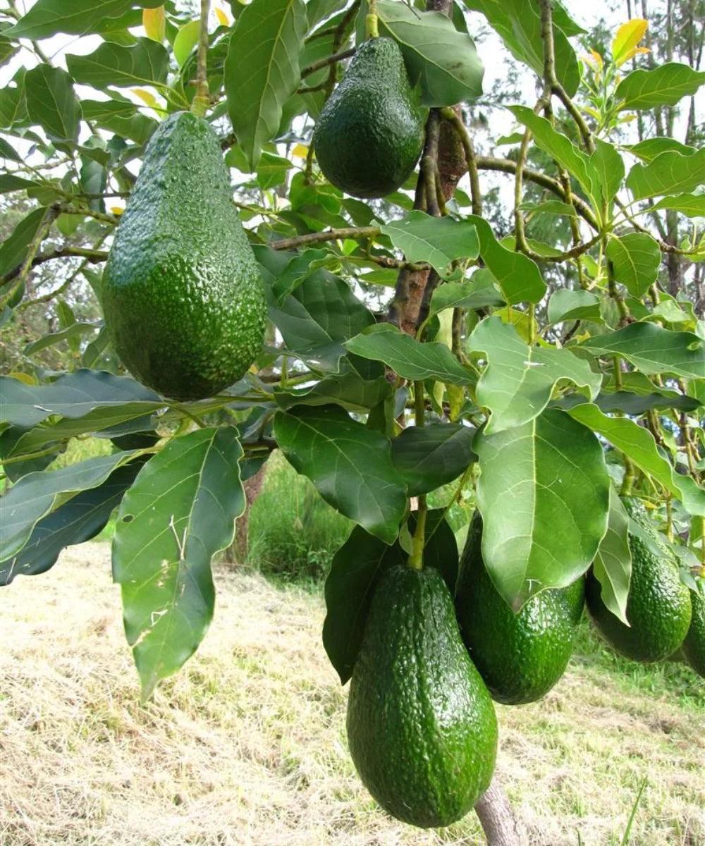 Avocado Plant, Butter Fruit Tree, Alligator Pear, Persea americana, Saharanpur Nursery