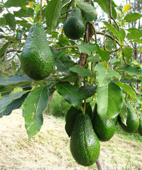 Avocado Plant, Butter Fruit Tree, Alligator Pear, Persea americana, Saharanpur Nursery