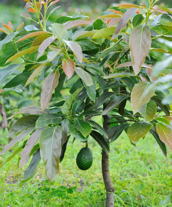 Avocado Plant, Butter Fruit Tree, Alligator Pear, Persea americana, Saharanpur Nursery