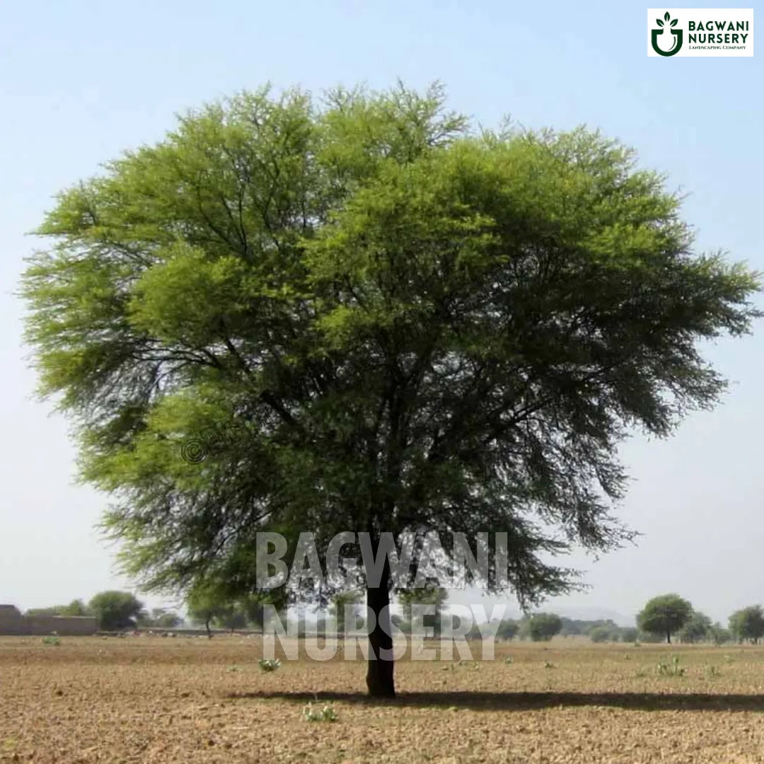 Babool Datun Buy Babool Timber Tree Online | Vachellia Nilotica | Gum Arabic Tree ...