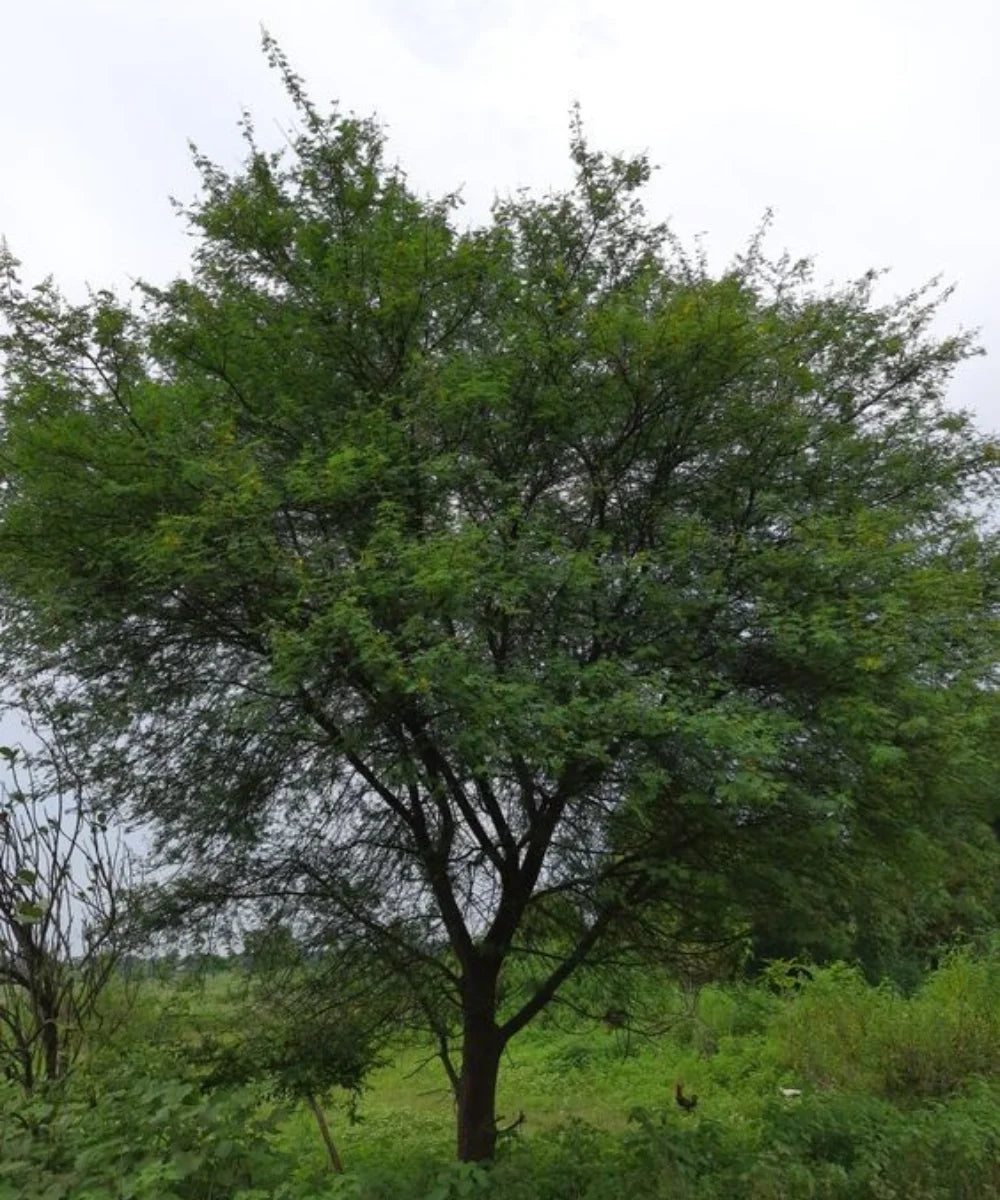 Babul, Gum Arabic Tree, Indian Gum Arabic, Acacia arabica , Acacia nilotica, Timber Tree, Avenue Tree, Ornamental Tree, Bagwani Nursery, Wholesale Plant Supplier, Wholesale Plant Nursery Nursery in India, Landscaping Company in India, Plant Exporter in India 