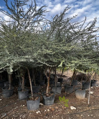 Babul, Gum Arabic Tree, Indian Gum Arabic, Acacia arabica , Acacia nilotica, Timber Tree, Avenue Tree, Ornamental Tree, Bagwani Nursery, Wholesale Plant Supplier, Wholesale Plant Nursery Nursery in India, Landscaping Company in India, Plant Exporter in India 