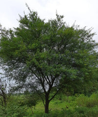 Babul, Gum Arabic Tree, Indian Gum Arabic, Acacia arabica , Acacia nilotica, Timber Tree, Avenue Tree, Ornamental Tree, Bagwani Nursery, Wholesale Plant Supplier, Wholesale Plant Nursery Nursery in India, Landscaping Company in India, Plant Exporter in India 