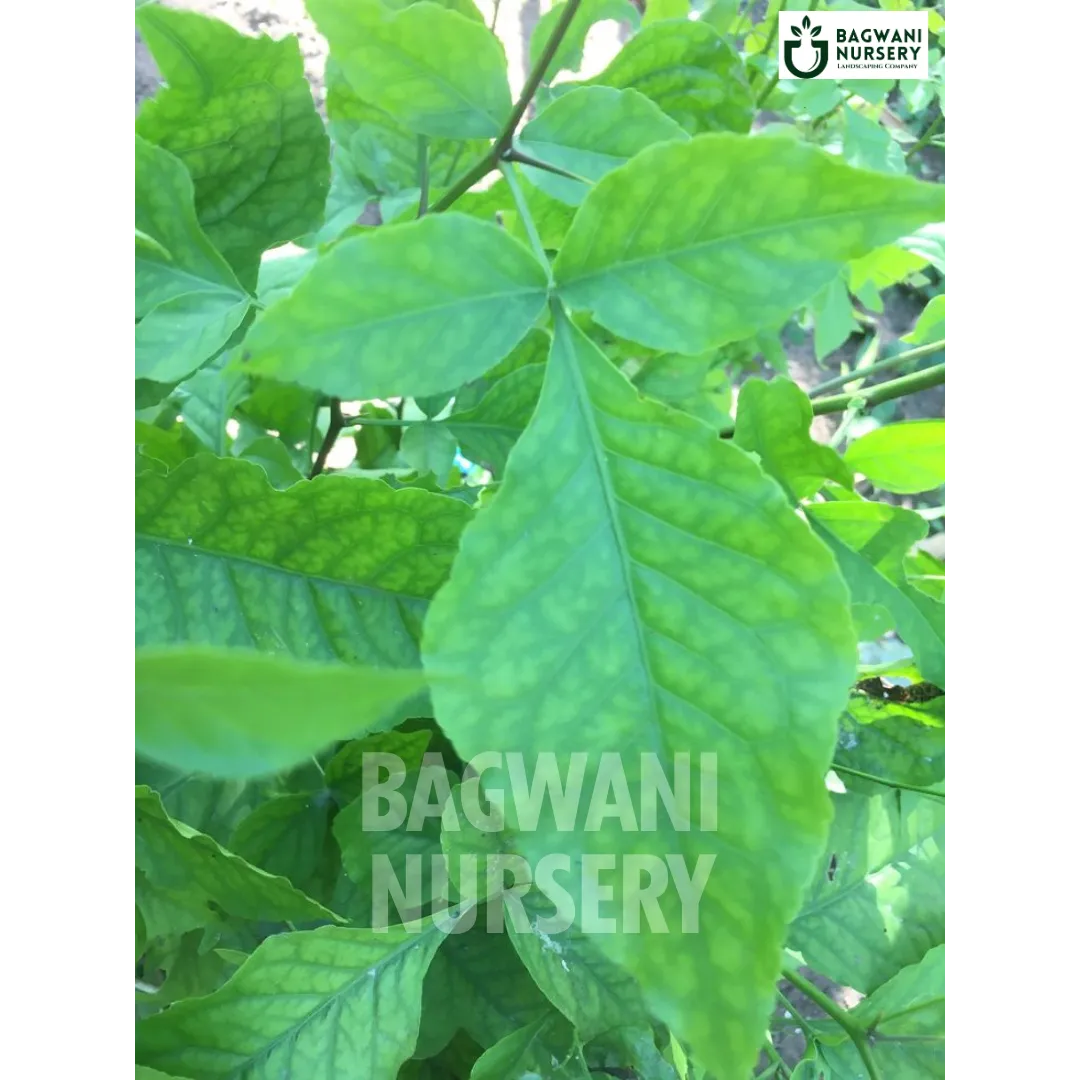 Buy Bael Patra Tree Online | Aegle Marmelos | Bagwani Nursery | Wholes