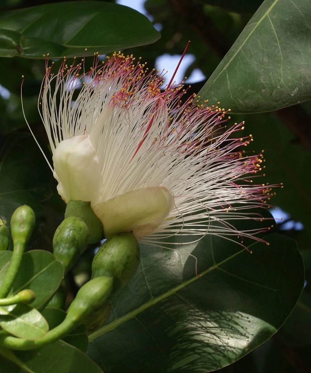 Barringtonia Asiatica, Fish Poison Tree, Sea Poison Tree, Timber Tree, Ornamental Tree, Landscaping Tree, Avenue Tree, Saharanpur Nursery, Wholesale Plant Supplier, Wholesale Pant Nursery, Nursery in India, Landscaping Company in India, Plant Exporter in India 
