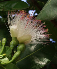 Barringtonia Asiatica, Fish Poison Tree, Sea Poison Tree, Timber Tree, Ornamental Tree, Landscaping Tree, Avenue Tree, Saharanpur Nursery, Wholesale Plant Supplier, Wholesale Pant Nursery, Nursery in India, Landscaping Company in India, Plant Exporter in India 