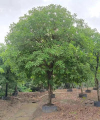Barringtonia Asiatica, Fish Poison Tree, Sea Poison Tree, Timber Tree, Ornamental Tree, Landscaping Tree, Avenue Tree, Saharanpur Nursery, Wholesale Plant Supplier, Wholesale Pant Nursery, Nursery in India, Landscaping Company in India, Plant Exporter in India 