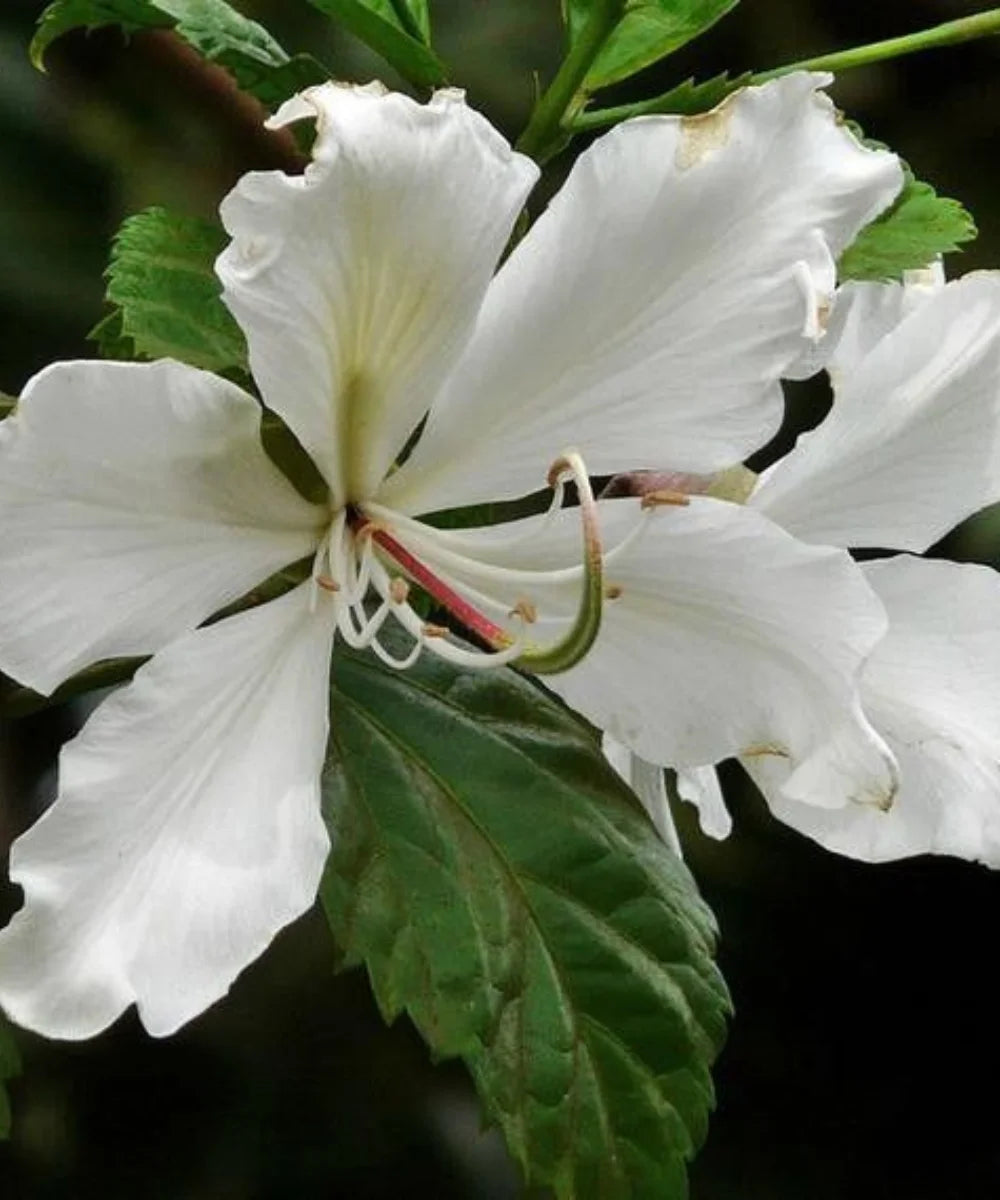 Bauhinia Alba, White Orchid Tree, Bauhinia variegata ‘Alba, Timber Tree, Avenue Tree, Landscaping Tree, Bagwani Nursery, Wholesale Plant Supplier, Wholesale Plant Nursery, Nursery in India, Landscaping Company, Plant Exporter in India