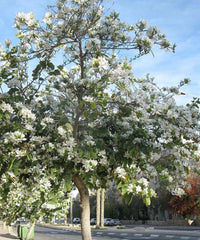 Bauhinia Alba, White Orchid Tree, Bauhinia variegata ‘Alba, Timber Tree, Avenue Tree, Landscaping Tree, Bagwani Nursery, Wholesale Plant Supplier, Wholesale Plant Nursery, Nursery in India, Landscaping Company, Plant Exporter in India