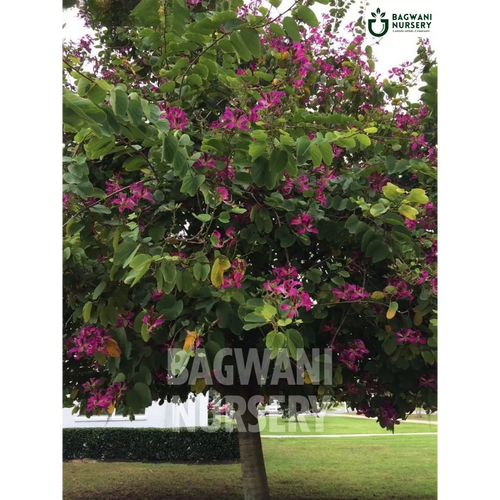 Bauhinia purpurea tree Supplier, Orchid Tree, Bauhinia purpurea Supplier in India, Wholesale Bauhinia purpurea, Wholesale Bauhinia purpurea Supplier, Orchid Tree Tree, Best Bauhinia purpurea Nursery, Bauhinia purpurea in India, Bulk Bauhinia purpurea Supplier, Timber Tree, Timber Tree Nursery, Wholesale Timber Tree Supplier, Best Timber Tree Nursery in India,
