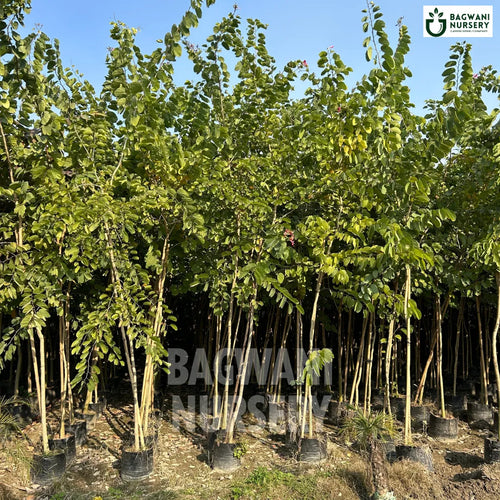 Bauhinia purpurea tree Supplier, Orchid Tree, Bauhinia purpurea Supplier in India, Wholesale Bauhinia purpurea, Wholesale Bauhinia purpurea Supplier, Orchid Tree Tree, Best Bauhinia purpurea Nursery, Bauhinia purpurea in India, Bulk Bauhinia purpurea Supplier, Timber Tree, Timber Tree Nursery, Wholesale Timber Tree Supplier, Best Timber Tree Nursery in India,