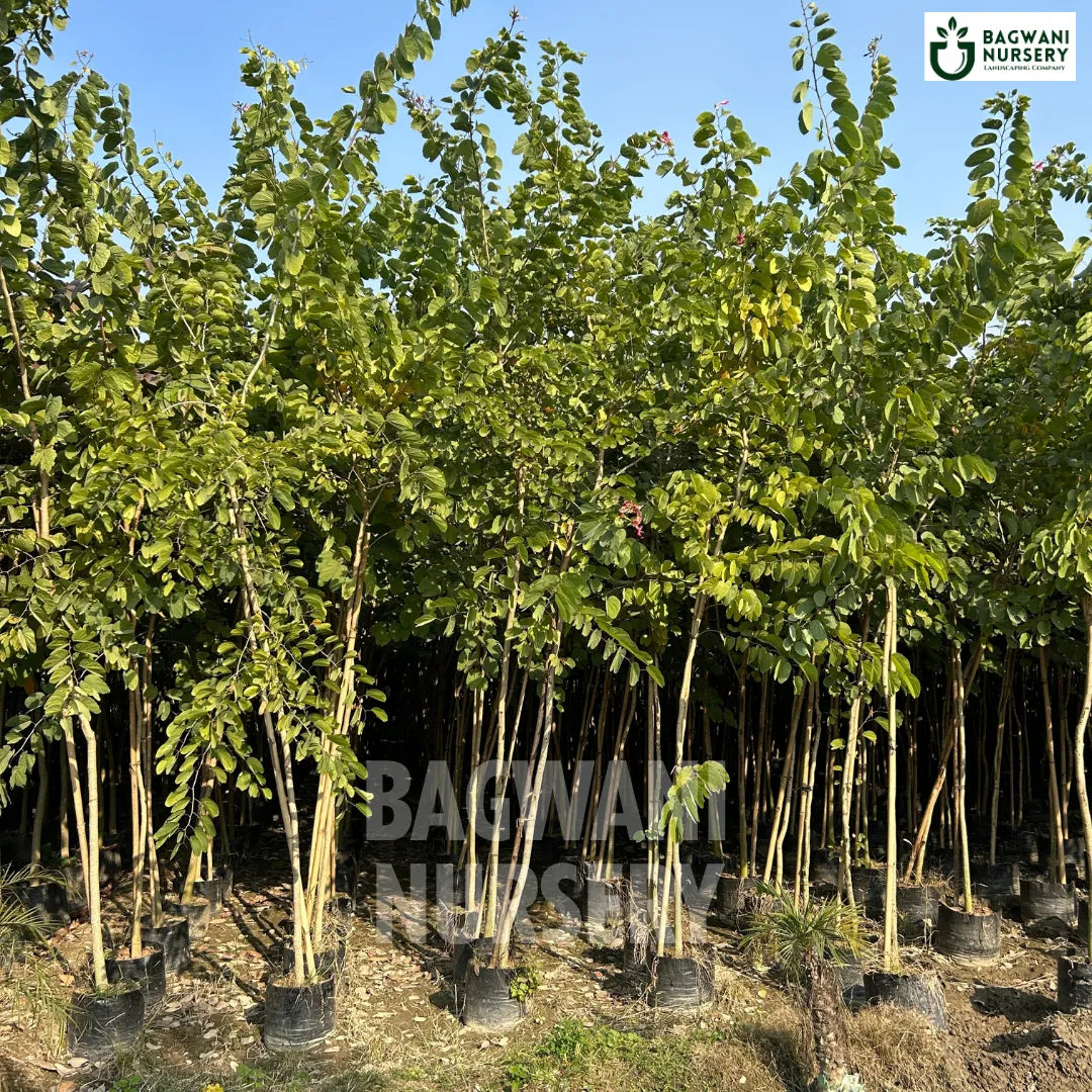 Bauhinia purpurea tree Supplier, Orchid Tree, Bauhinia purpurea Supplier in India, Wholesale Bauhinia purpurea, Wholesale Bauhinia purpurea Supplier, Orchid Tree Tree, Best Bauhinia purpurea Nursery, Bauhinia purpurea in India, Bulk Bauhinia purpurea Supplier, Timber Tree, Timber Tree Nursery, Wholesale Timber Tree Supplier, Best Timber Tree Nursery in India,