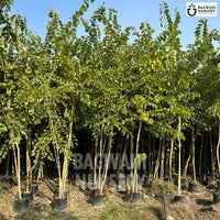 Bauhinia purpurea tree Supplier, Orchid Tree, Bauhinia purpurea Supplier in India, Wholesale Bauhinia purpurea, Wholesale Bauhinia purpurea Supplier, Orchid Tree Tree, Best Bauhinia purpurea Nursery, Bauhinia purpurea in India, Bulk Bauhinia purpurea Supplier, Timber Tree, Timber Tree Nursery, Wholesale Timber Tree Supplier, Best Timber Tree Nursery in India,