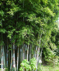 Blue Pine Bamboo, White Bamboo, Tropical Blue Bamboo, Bambusa chungii, Blue Bamboo, Emperor's Blue Bamboo, Bamboo Plant Nursery, Bamboo Plants, Bamboo Plants At Wholesale, Wholesale Bamboo Plants, Wholesale Bamboo Plant Supplier, Bamboo Plant Supplier