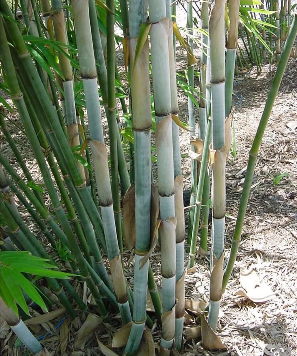 Blue Pine Bamboo, White Bamboo, Tropical Blue Bamboo, Bambusa chungii, Blue Bamboo, Emperor's Blue Bamboo, Bamboo Plant Nursery, Bamboo Plants, Bamboo Plants At Wholesale, Wholesale Bamboo Plants, Wholesale Bamboo Plant Supplier, Bamboo Plant Supplier