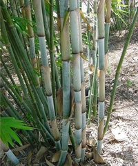 Blue Pine Bamboo, White Bamboo, Tropical Blue Bamboo, Bambusa chungii, Blue Bamboo, Emperor's Blue Bamboo, Bamboo Plant Nursery, Bamboo Plants, Bamboo Plants At Wholesale, Wholesale Bamboo Plants, Wholesale Bamboo Plant Supplier, Bamboo Plant Supplier