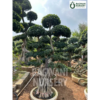 purchase bonsai tree online india Buy Bonsai Tree Online | Bagwani Nursery | Bonsai 14