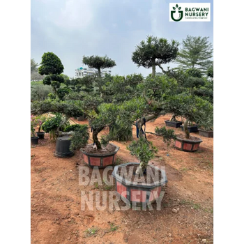 	Bonsai, Bonsai Tree, Bonsai Plant, ficus microcarpa, bonsai tree plant, trees for bonsai, bonsai tree for sale, indoor bonsai tree, types of bonsai trees, ficus retusa, jade bonsai, bonsai plants online, jade bonsai tree, bougainvillea bonsai tree, bougainvillea bonsai, adenium bonsai, juniper bonsai, Bonsai Tree supplier, Bonsai Nursery, Bonsai in India, Wholesale Bonsai Supplier, Wholesale Bonsai Nursery, Bonsai Exporter,
