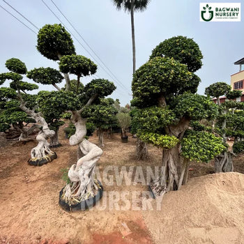 bonsai tree for sale in india Buy Bonsai Tree Online | Bagwani Nursery | Bonsai 25