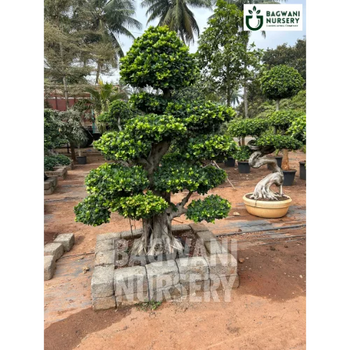 buy bonsai tree online india Buy Bonsai Tree Online | Bagwani Nursery | Bonsai 27