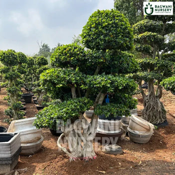 Bonsai, Bonsai Tree, Bonsai Plant, ficus microcarpa, bonsai tree plant, trees for bonsai, bonsai tree for sale, indoor bonsai tree, types of bonsai trees, ficus retusa, jade bonsai, bonsai plants online, jade bonsai tree, bougainvillea bonsai tree, bougainvillea bonsai, adenium bonsai, juniper bonsai, Bonsai Tree supplier, Bonsai Nursery, Bonsai in India, Wholesale Bonsai Supplier, Wholesale Bonsai Nursery, Bonsai Exporter,