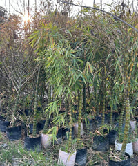Buddha Belly Bamboo, Buddha Bamboo, Bambusa ventricosa, Bamboo Plant At Wholesale, Wholesale Bamboo Palm Supplier, Wholesale Bamboo Palm, Bamboo Plant Supplier, Wholesale Bamboo Plant Supplier, Wholesale Bamboo Plants, Bamboo Plants At Wholesale, Bamboo Plants, Bamboo Plant Nursery