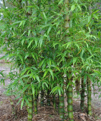 Buddha Belly Bamboo, Buddha Bamboo, Bambusa ventricosa, Bamboo Plant At Wholesale, Wholesale Bamboo Palm Supplier, Wholesale Bamboo Palm, Bamboo Plant Supplier, Wholesale Bamboo Plant Supplier, Wholesale Bamboo Plants, Bamboo Plants At Wholesale, Bamboo Plants, Bamboo Plant Nursery