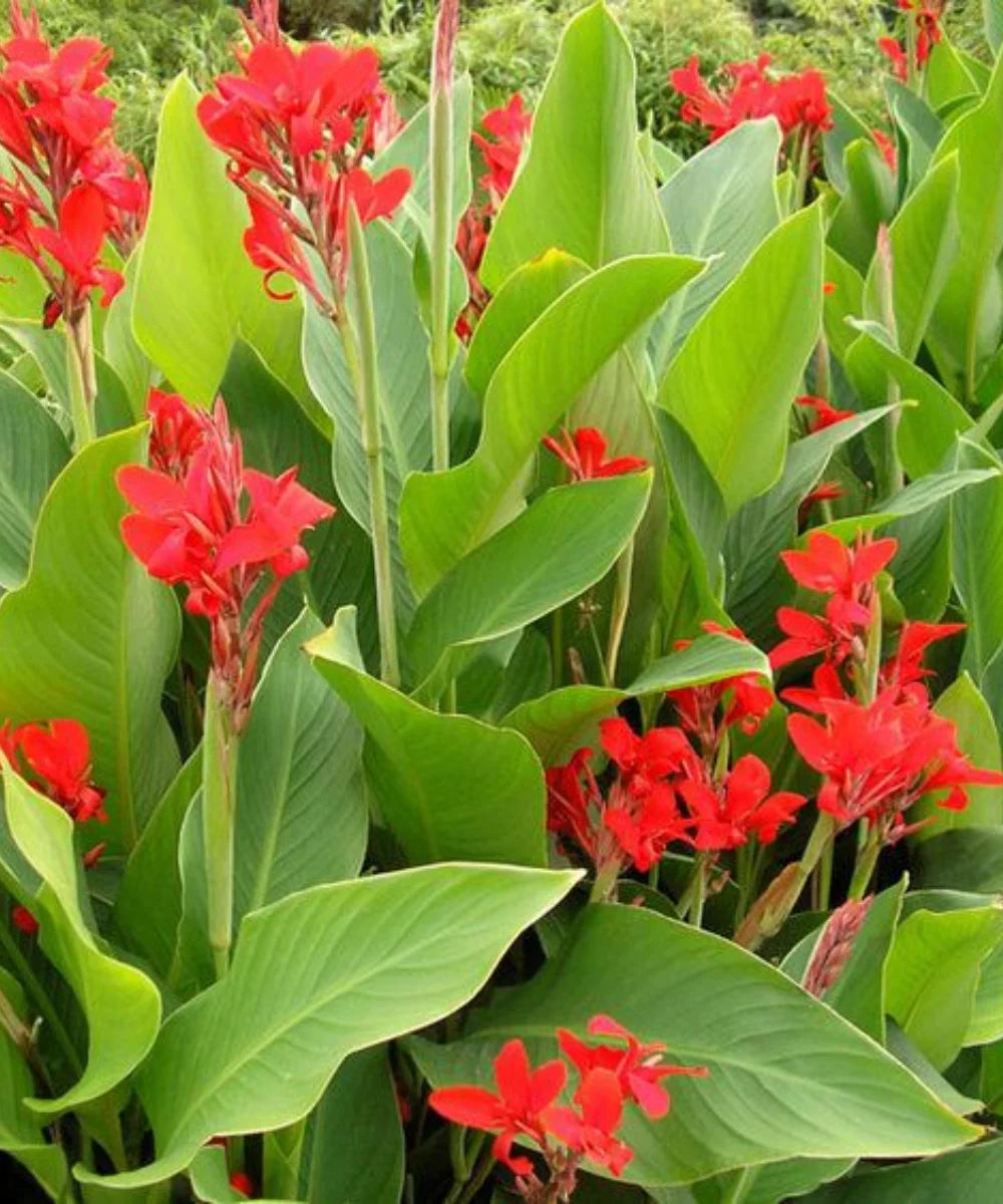 Indian Shot Plant, African Arrowroot, Canna Lily, Bagwani Nursery 