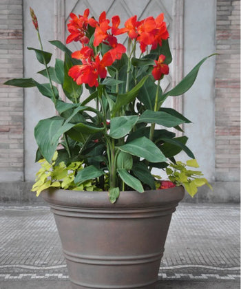 Indian Shot Plant, African Arrowroot, Canna Lily, Bagwani Nursery 