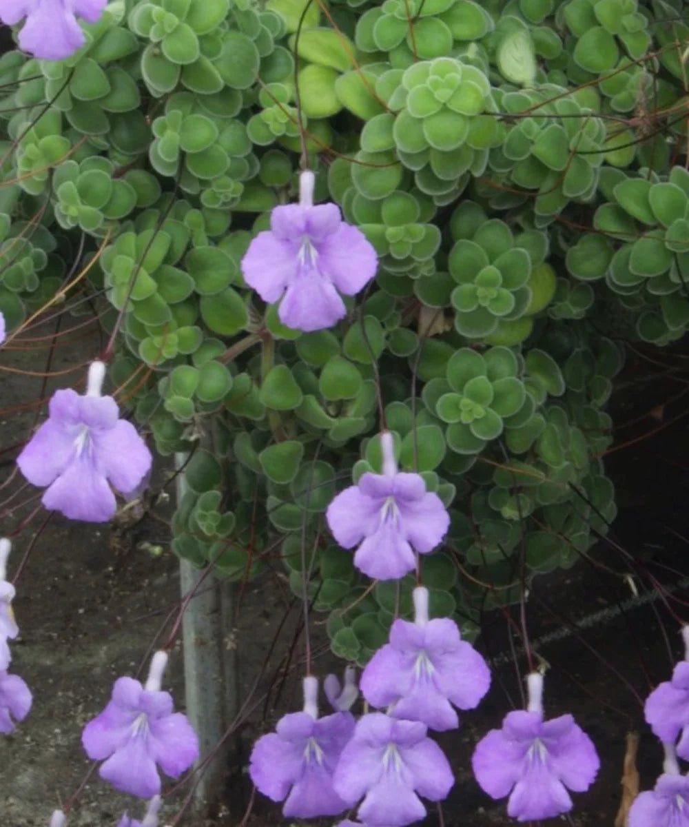 Cape Primrose, Streptocarpus Saxorum, Ornamental Plant, Creeper, Shrub, Bagwani Nursery, Wholesale Plant Supplier, Wholesale Plant Nursery, Nursery in India, Landscaping Company, Plant Exporter in India 