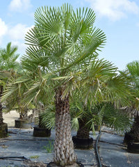 Caranday Palm, Wax Palm, Copernicia alba, Palm Tree, Ornamental Palm, Landscaping Tree, Bagwani Nursery, Wholesale Plant Supplier, Wholesale Plant Nursery, Nursery in India, Landscaping Company, Plant Exporter in India 