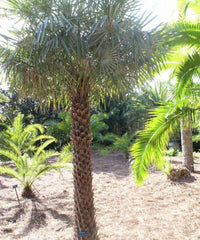 Caranday Palm, Wax Palm, Copernicia alba, Palm Tree, Ornamental Palm, Landscaping Tree, Bagwani Nursery, Wholesale Plant Supplier, Wholesale Plant Nursery, Nursery in India, Landscaping Company, Plant Exporter in India 