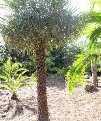 Caranday Palm, Wax Palm, Copernicia alba, Palm Tree, Ornamental Palm, Landscaping Tree, Bagwani Nursery, Wholesale Plant Supplier, Wholesale Plant Nursery, Nursery in India, Landscaping Company, Plant Exporter in India 