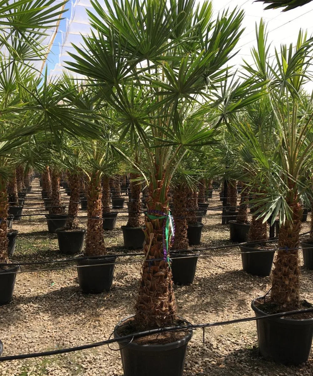 Caranday Palm, Wax Palm, Copernicia alba, Palm Tree, Ornamental Palm, Landscaping Tree, Bagwani Nursery, Wholesale Plant Supplier, Wholesale Plant Nursery, Nursery in India, Landscaping Company, Plant Exporter in India 