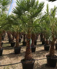 Caranday Palm, Wax Palm, Copernicia alba, Palm Tree, Ornamental Palm, Landscaping Tree, Bagwani Nursery, Wholesale Plant Supplier, Wholesale Plant Nursery, Nursery in India, Landscaping Company, Plant Exporter in India 