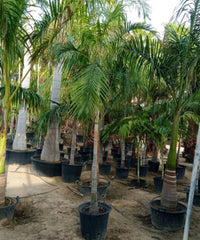 Carpentaria Palm, Northern Australian Palm, Carpentaria acuminata, Ornamental Tree, Palm Tree, Landscaping Tree, Bagwani Nursery, Wholesale Plant Supplier, Wholesale Plant Nursery, Nursery in India, Landscaping Company in India, Plant Exporter in India