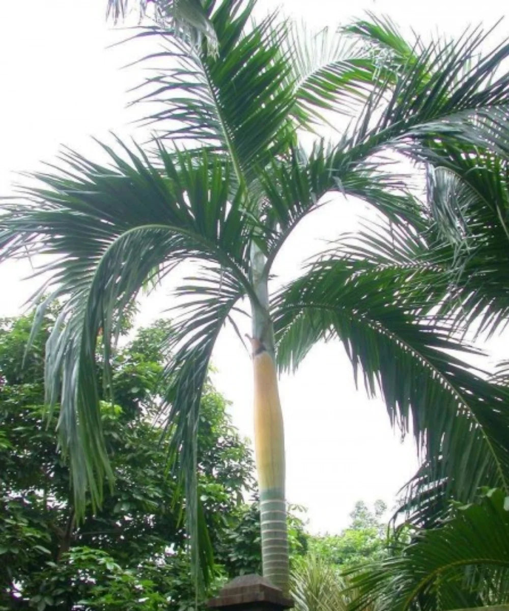 Carpentaria Palm, Northern Australian Palm, Carpentaria acuminata, Ornamental Tree, Palm Tree, Landscaping Tree, Bagwani Nursery, Wholesale Plant Supplier, Wholesale Plant Nursery, Nursery in India, Landscaping Company in India, Plant Exporter in India