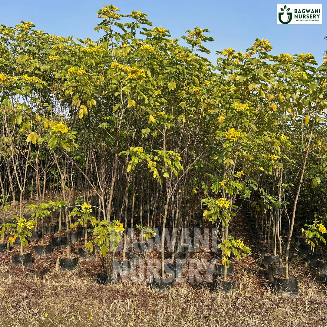 Cassia Glauca tree Supplier, Glossy Shower Tree, Cassia Glauca Supplier in India, Wholesale Cassia Glauca, Wholesale Cassia Glauca Supplier, Glossy Shower Tree Tree, Best Cassia Glauca Nursery, Cassia Glauca in India, Bulk Cassia Glauca Supplier, Timber Tree, Timber Tree Nursery, Wholesale Timber Tree Supplier, Best Timber Tree Nursery in India,