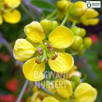 Cassia Siamea tree Supplier, Senna Siamea, Cassia Siamea Supplier in India, Wholesale Cassia Siamea, Wholesale Cassia Siamea Supplier, Senna Siamea Tree, Best Cassia Siamea Nursery, Cassia Siamea in India, Bulk Cassia Siamea Supplier, Timber Tree, Timber Tree Nursery, Wholesale Timber Tree Supplier, Best Timber Tree Nursery in India,