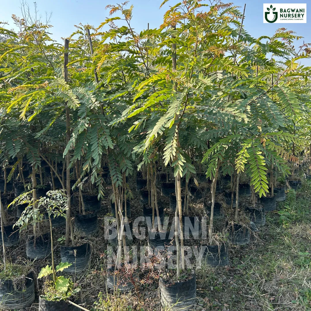 Cassia Siamea tree Supplier, Senna Siamea, Cassia Siamea Supplier in India, Wholesale Cassia Siamea, Wholesale Cassia Siamea Supplier, Senna Siamea Tree, Best Cassia Siamea Nursery, Cassia Siamea in India, Bulk Cassia Siamea Supplier, Timber Tree, Timber Tree Nursery, Wholesale Timber Tree Supplier, Best Timber Tree Nursery in India,