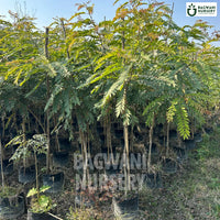 Cassia Siamea tree Supplier, Senna Siamea, Cassia Siamea Supplier in India, Wholesale Cassia Siamea, Wholesale Cassia Siamea Supplier, Senna Siamea Tree, Best Cassia Siamea Nursery, Cassia Siamea in India, Bulk Cassia Siamea Supplier, Timber Tree, Timber Tree Nursery, Wholesale Timber Tree Supplier, Best Timber Tree Nursery in India,