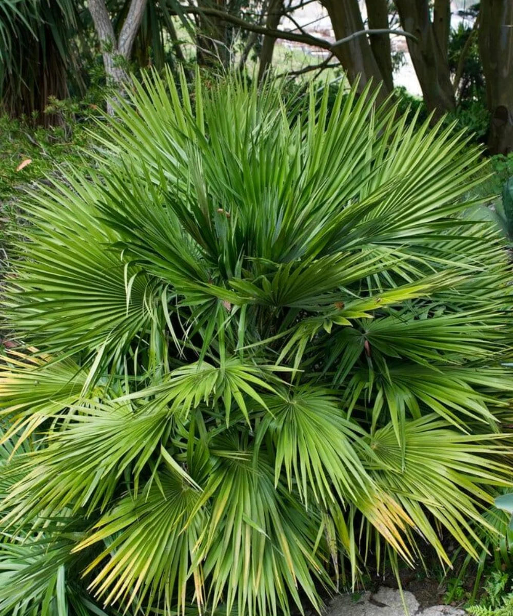 Chamaerops humilis, European Fan Palm, Mediterranean Fan Palm, Ornamental Palm Tree, Landscaping Palm, Fan Palm Tree, Evergreen Palm, Bagwani Nursery, Wholesale Plant Supplier, Wholesale Nursery Plant Supplier in India, Plant Exporter in India