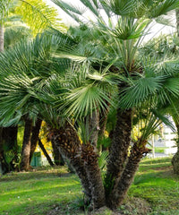 Chamaerops humilis, European Fan Palm, Mediterranean Fan Palm, Ornamental Palm Tree, Landscaping Palm, Fan Palm Tree, Evergreen Palm, Bagwani Nursery, Wholesale Plant Supplier, Wholesale Nursery Plant Supplier in India, Plant Exporter in India