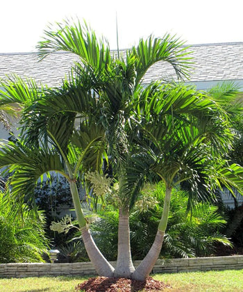 Christmas Palm, Adonidia merrillii, Veitchia merrillii, Manila Palm, Palm Tree, Landscaping Tree, Ornamental Tree, Bagwani Nursery, Wholesale Plant Supplier, Wholesale Nursery plant, Wholesale Plant Nursery in India, Nursery in India, Landscaping Company, Plant Exporter in India