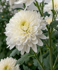 Chrysanthemum, Chrysanthemum morifolium, Guldaudi, Bagwani Nursery