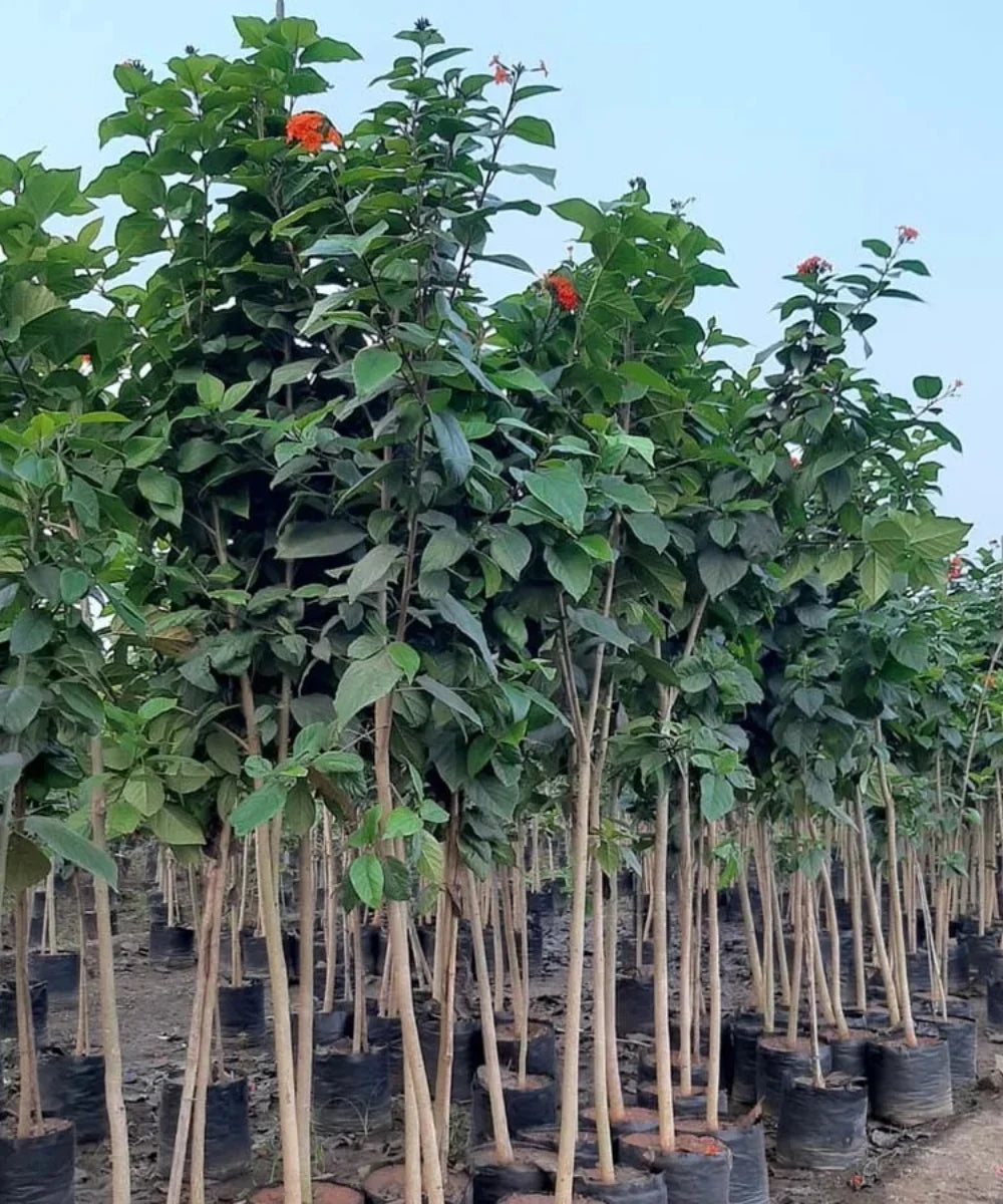 Geiger Tree, Scarlet Cordia, Orange Geiger, Cordia sebestena, Bagwani Nursery, Wholesale Plant Nursery in India, Landscaping Company in India, Nursery in India, Plant Exporter in India 