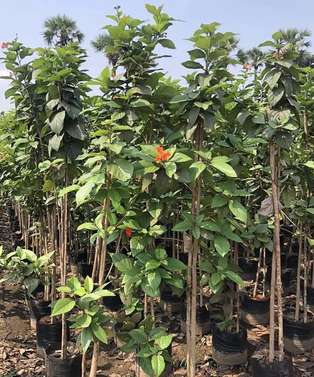 Geiger Tree, Scarlet Cordia, Orange Geiger, Cordia sebestena, Bagwani Nursery, Wholesale Plant Nursery in India, Landscaping Company in India, Nursery in India, Plant Exporter in India 