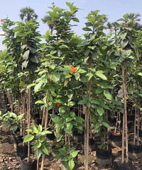 Geiger Tree, Scarlet Cordia, Orange Geiger, Cordia sebestena, Bagwani Nursery, Wholesale Plant Nursery in India, Landscaping Company in India, Nursery in India, Plant Exporter in India 