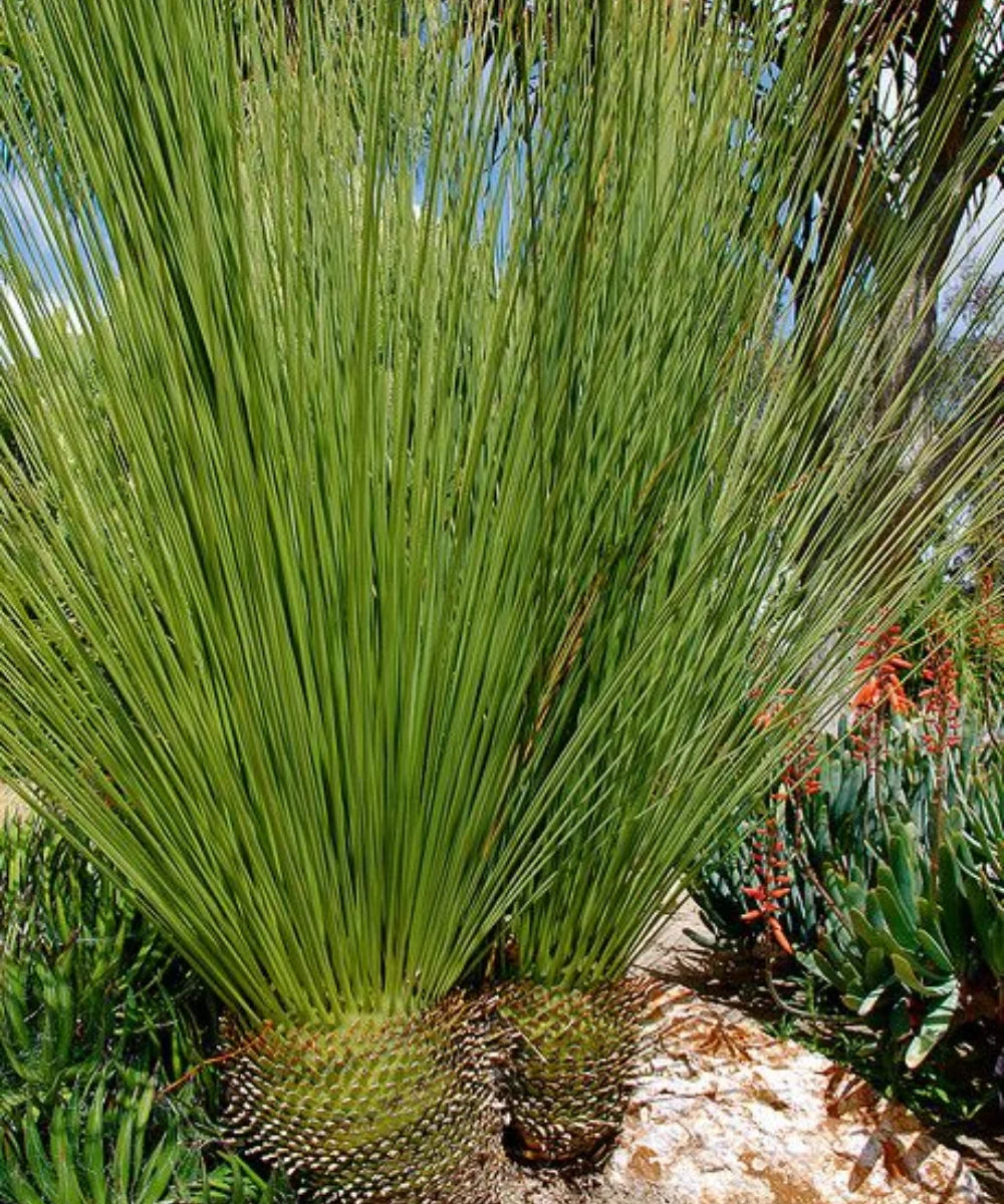 Mexican Grass Palm, Mexican Grass Tree, Dasylirion longissimum, Palm Tree, Landscaping Tree, Ornamental Tree, Bagwani Nursery, Wholesale Plant Supplier, Wholesale Nursery Plant, Wholesale Plant Nursery in India, Nursery in India, Landscaping Company, Plant Exporter in India 